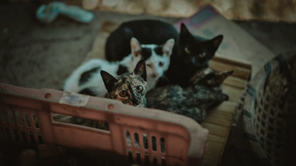 Noche de Luna con Gatos