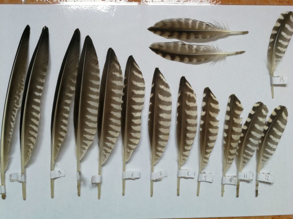 taller de identificación de plumas