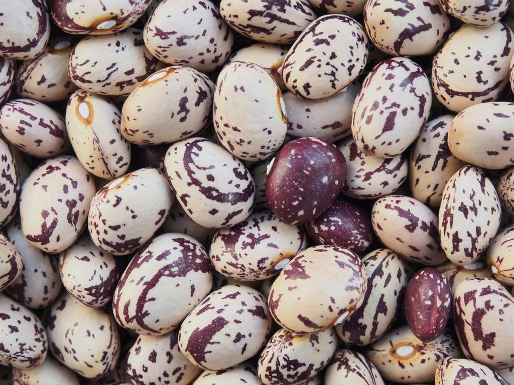 Gran Recogida de Alimentos
