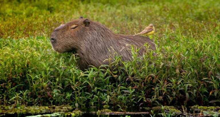 Taller infantil: Un capibara zen