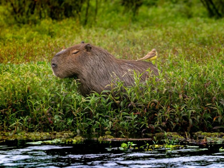Taller infantil: Un capibara zen